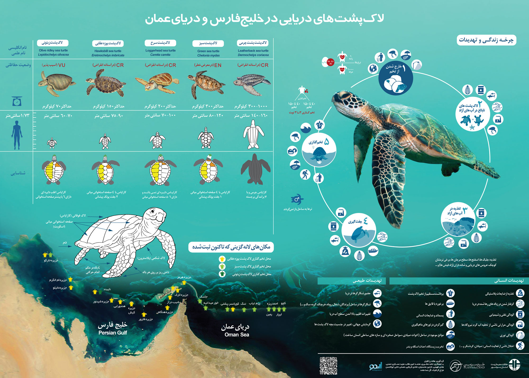 اینفوگرافیک لاک پشت های دریای عمان و خلیج فارس